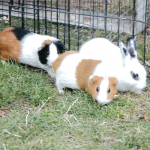 Petting Zoo For Events in Menlo Park CA